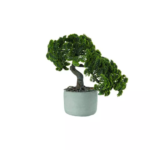 Kép 1/2 - bonsai-ciprus