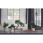 Kép 2/2 - bonsai-ciprus-1