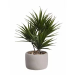 Kép 1/2 - Bonsai-palma