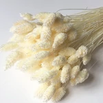 Kép 1/2 - natur-pampafu-csokor