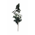Kép 5/5 - eukaliptusz-munoveny-45-cm-4