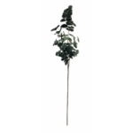 Kép 2/5 - eukaliptusz-munoveny-88-cm-1