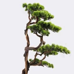 Kép 3/4 - munoveny-algenib-thuja-2