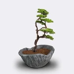 Kép 1/4 - munoveny-algenib-thuja