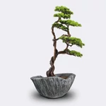 Kép 2/4 - munoveny-algenib-thuja-1