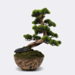 Kép 2/5 - bonsai-mufa-dekorcserepben-1