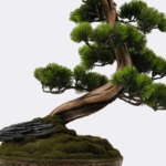 Kép 3/5 - bonsai-mufa-dekorcserepben-2