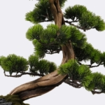 Kép 4/5 - bonsai-mufa-dekorcserepben-3