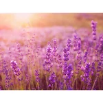 Kép 2/2 - Prémium illat: Anna 's Lavender N°64