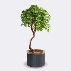 munoveny-arias-sycamore