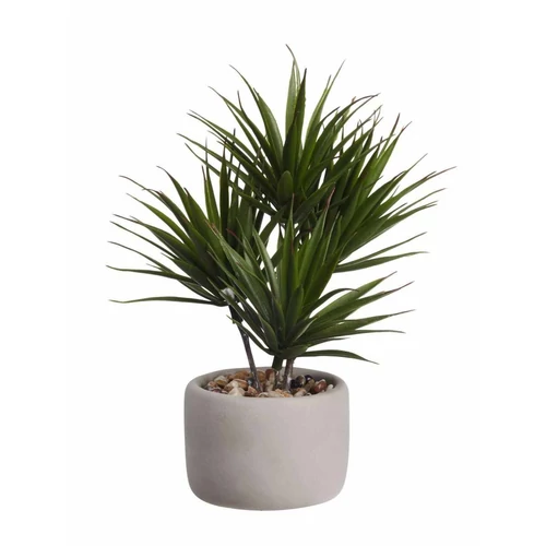 Bonsai-palma