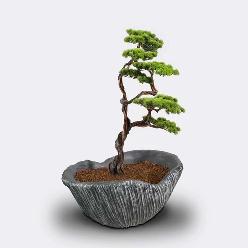 munoveny-algenib-thuja