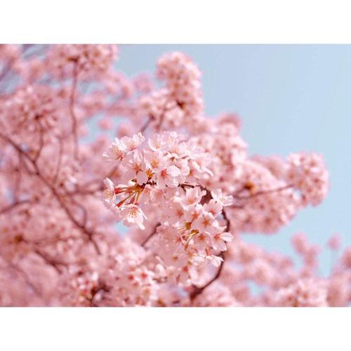 palcas-diffuzor-cseresznyefavirag