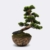bonsai-mufa-dekorcserepben